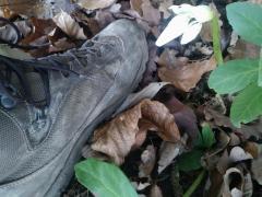 AKU TACTICAL škorenj PILGRIM GTX COMBAT FG M Rjav MOD je idealen za gozdne pustolovščine